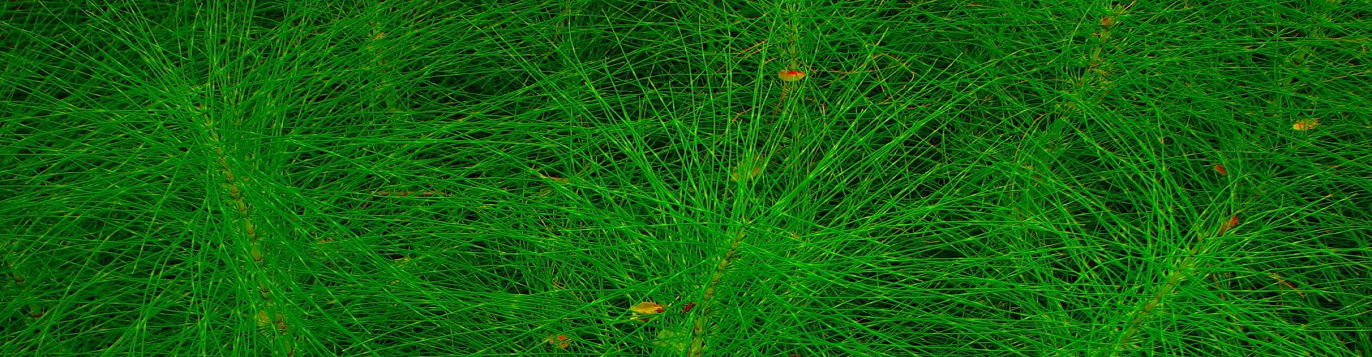 Research Article published in Narrative Inquiry